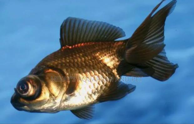 Blackmore Fishes · Photo 2