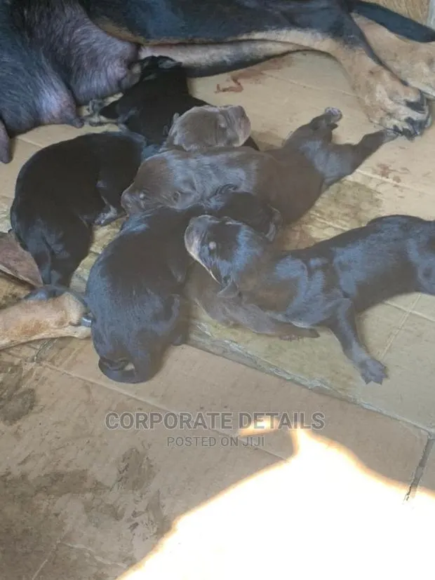 0-1 Month Female Purebred Doberman Pinscher · Photo 1