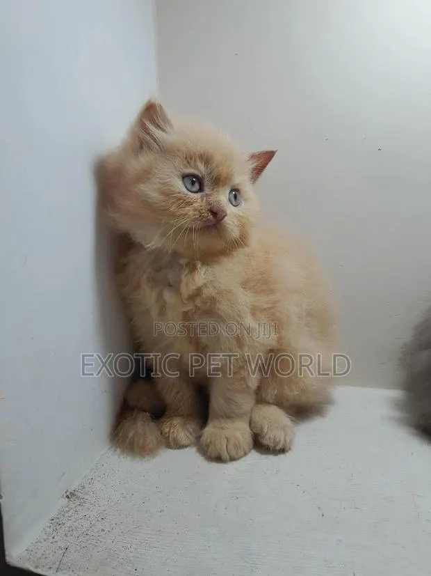 1-3 months Female Purebred Persian · Photo 1