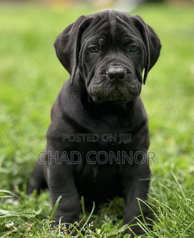 1-3 months Male Purebred Boerboel · Photo 3