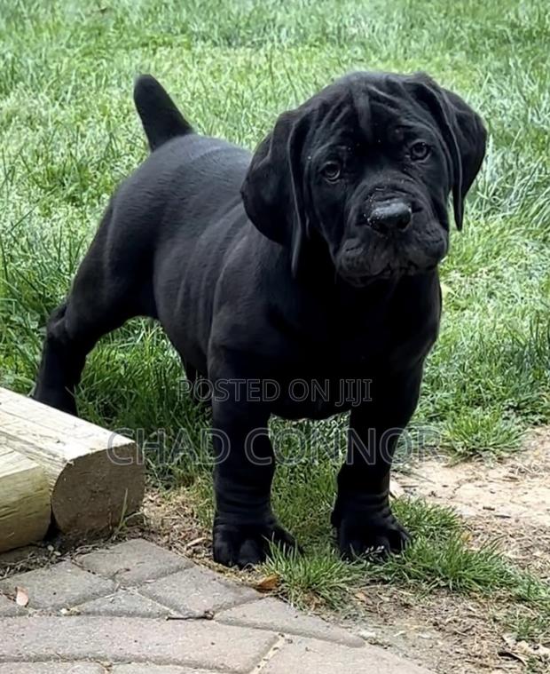 1-3 months Male Purebred Boerboel · Photo 1