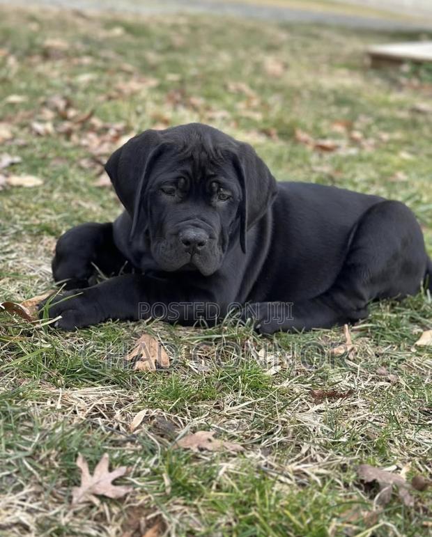 1-3 months Male Purebred Boerboel · Photo 2