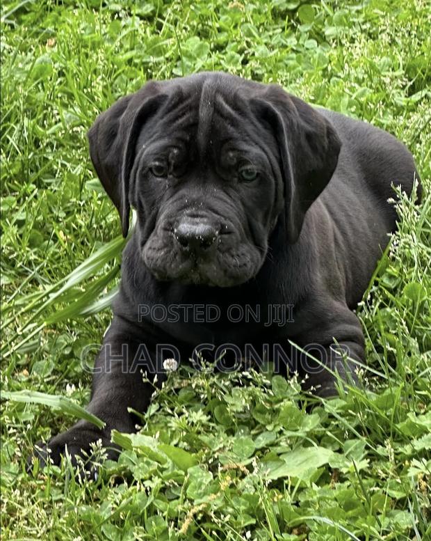 1-3 months Male Purebred Boerboel · Photo 4