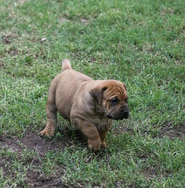 1-3 months Male Purebred Boerboel · Photo 4