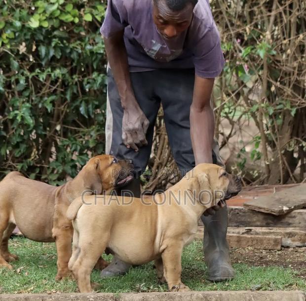 1-3 months Male Purebred Boerboel · Photo 2