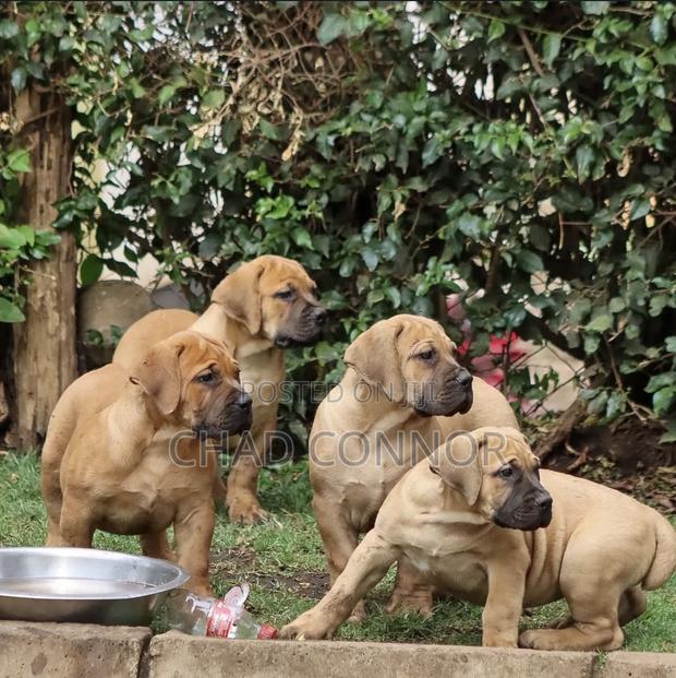 1-3 months Male Purebred Boerboel · Photo 1