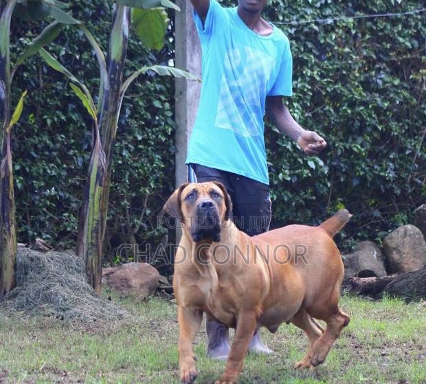 1-3 months Male Purebred Boerboel · Photo 3