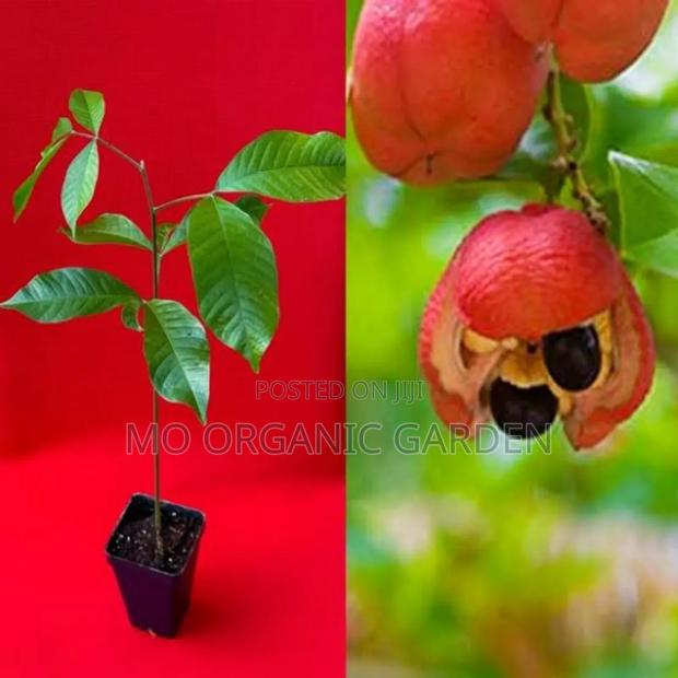 Ackee Fruit Plant Seedling · Photo 1