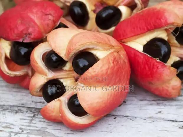 Ackee Fruit Plant Seedling · Photo 2