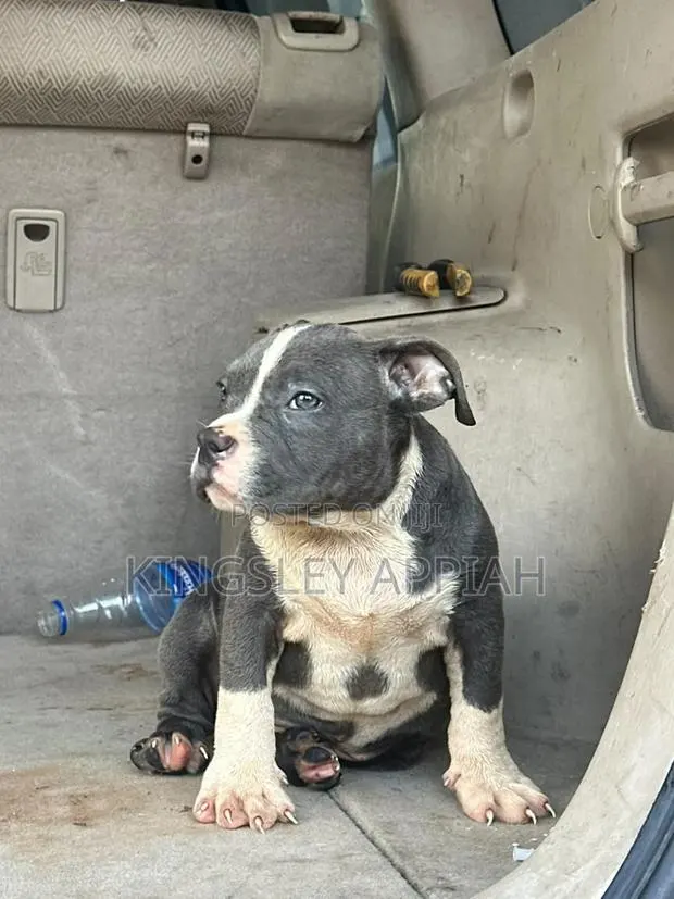 1-3 months Male Purebred American Bully · Photo 1