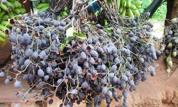 Velvet Tamarind Seedling (Yooyi Plant) · Photo 2