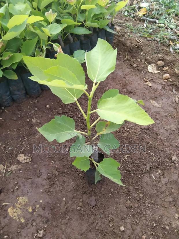 Italian Honey Fig Plant Seedling · Photo 2