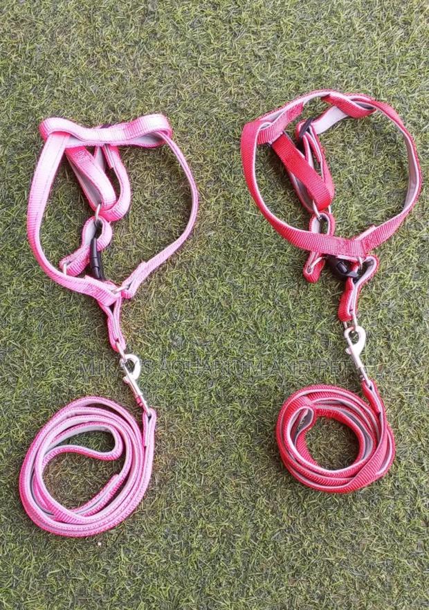 Leash With Harness for Cats and Dogs · Photo 1