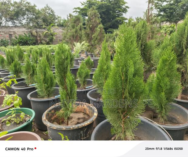 General Landscaping Service · Photo 7