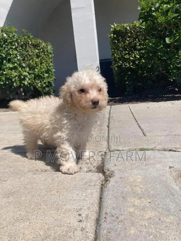 1-3 months Female Purebred Maltese · Photo 1