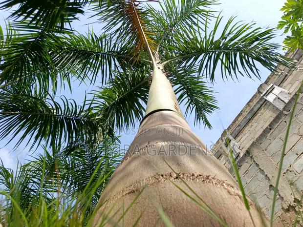 Big Size Royal Palms · Photo 2