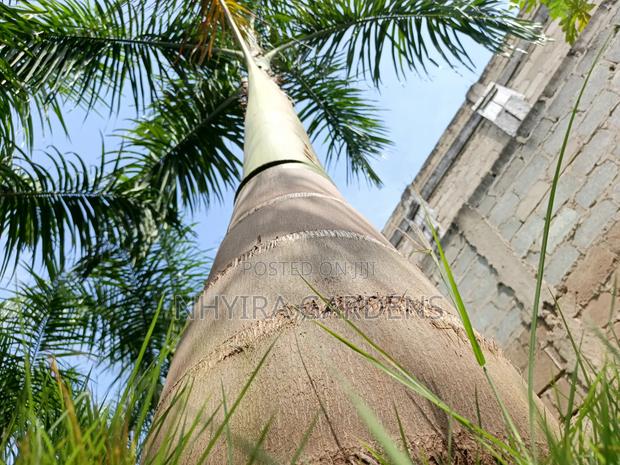 Big Size Royal Palms · Photo 3