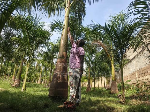 Big Size Royal Palms · Photo 5