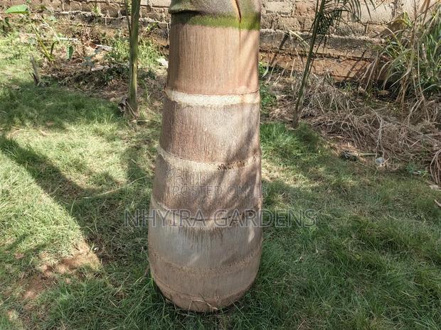 Big Size Royal Palms · Photo 6