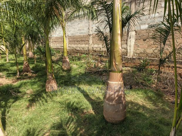 Big Size Royal Palms · Photo 7