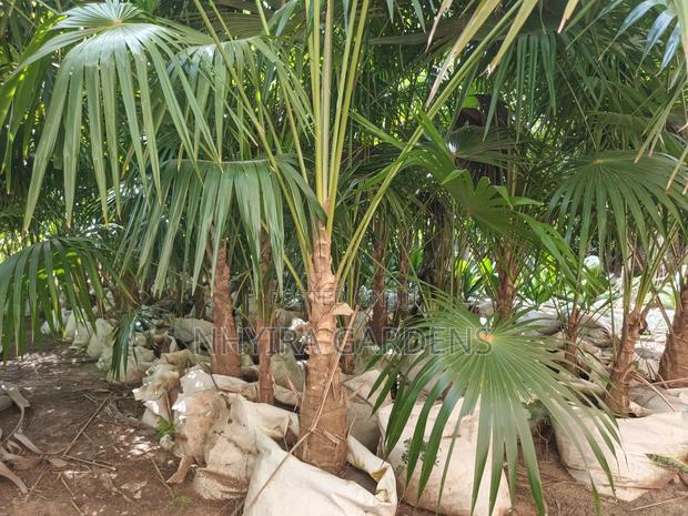 Finger Palms for Sale · Photo 2