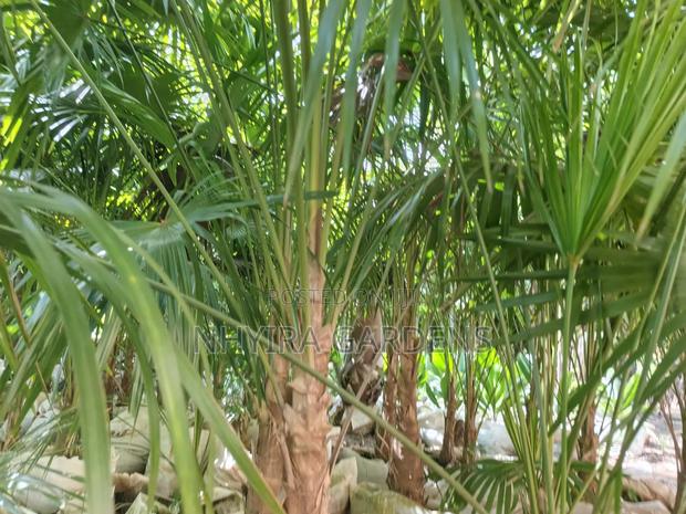 Finger Palms for Sale · Photo 3
