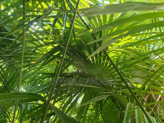 Finger Palms for Sale · Photo 4