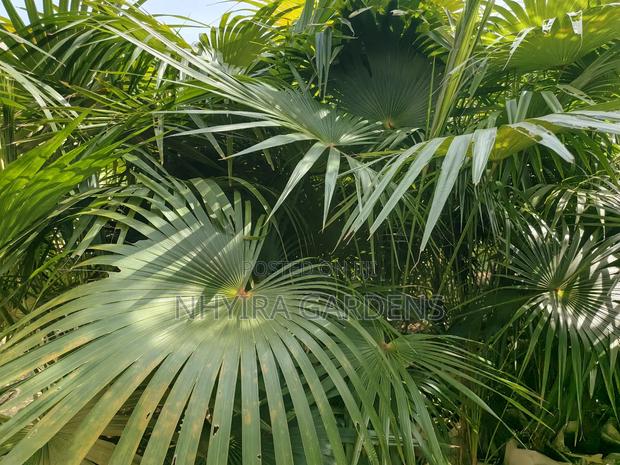 Finger Palms for Sale · Photo 5