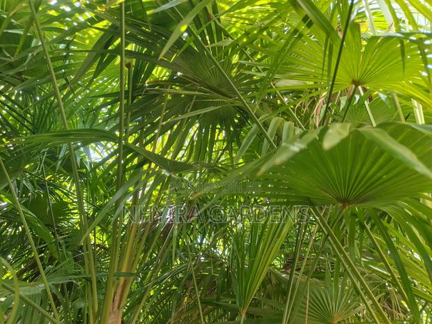 Finger Palms for Sale · Photo 6