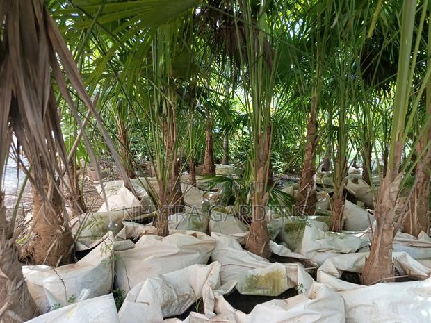 Finger Palms for Sale · Photo 7