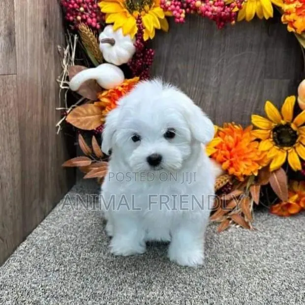 1-3 months Male Purebred Poodle · Photo 1