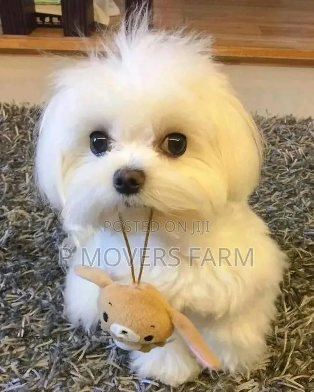 1-3 months Female Purebred Maltese · Photo 1