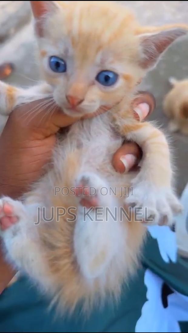 1-3 months Male Purebred Mongrel (No Breed) · Photo 1
