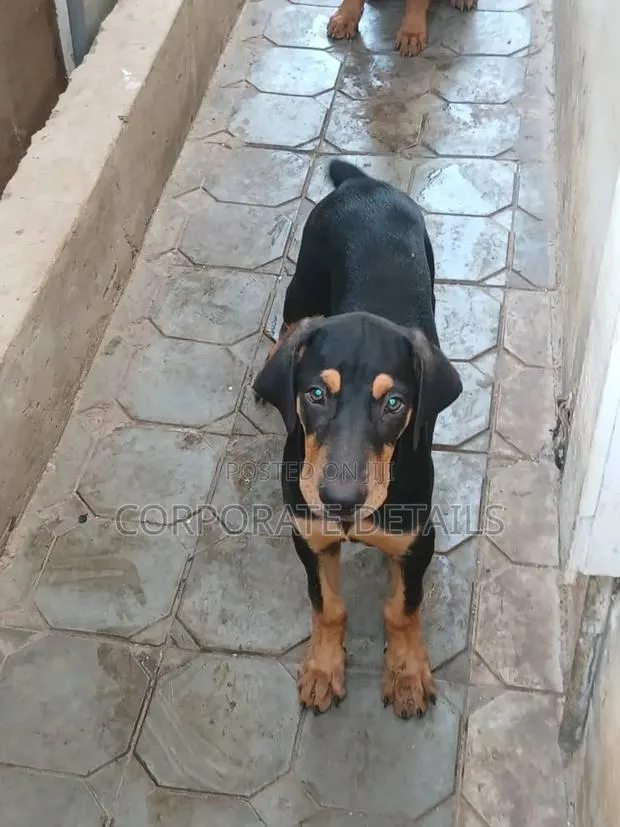 1-3 months Female Purebred Doberman Pinscher · Photo 1