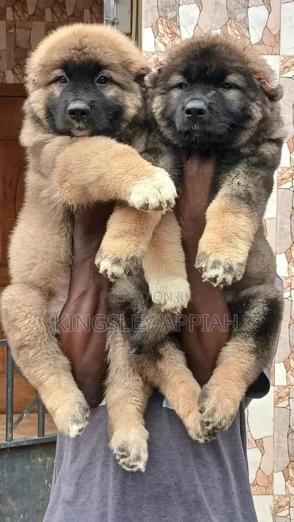 1-3 months Male Purebred Caucasian Shepherd · Photo 1