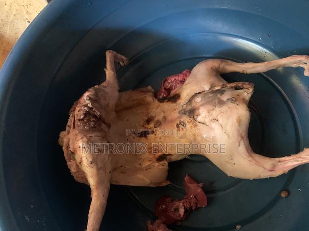 Meat Rabbits · Photo 1