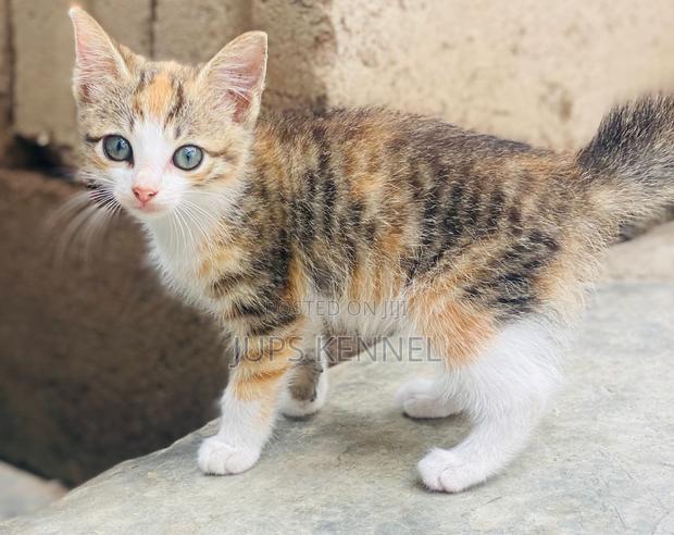 1-3 months Female Purebred Mongrel (No Breed) · Photo 1