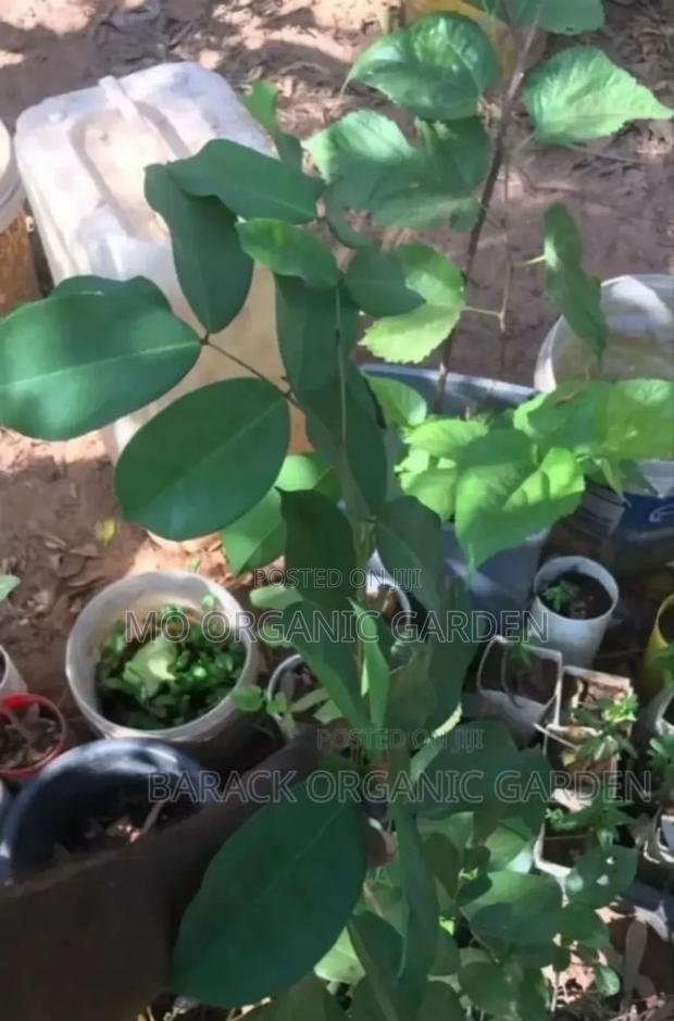 Velvet Tamarind Seedling (Yooyi Plant) · Photo 1