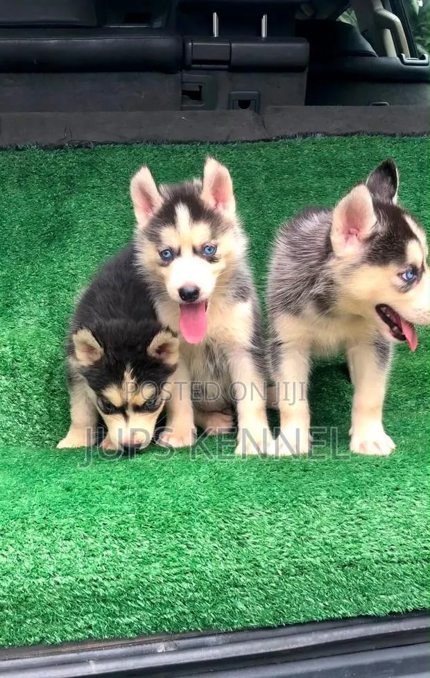 1-3 months Female Purebred Siberian Husky · Photo 1