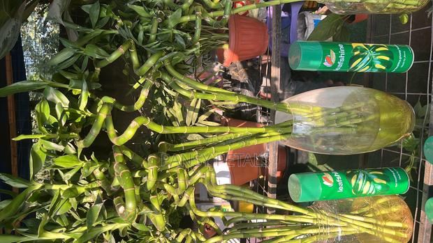 Lucky Bamboo for Sale · Photo 2