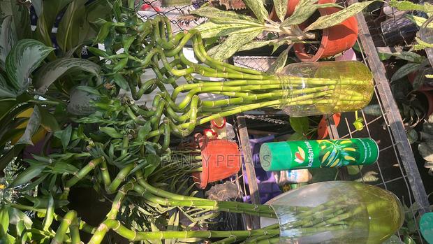 Lucky Bamboo for Sale · Photo 1