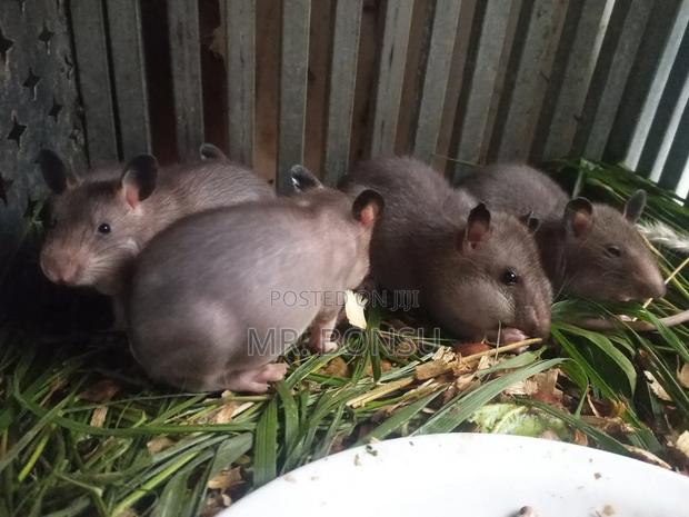 African Giant Pouched Rat (Kusie) Read Description · Photo 2