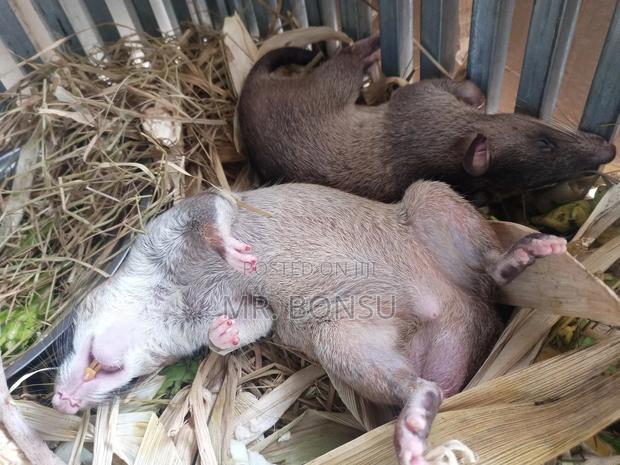 African Giant Pouched Rat - Kusie. Read Description · Photo 3