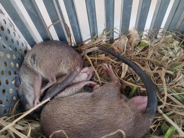 African Giant Pouched Rat - Kusie. Read Description · Photo 2