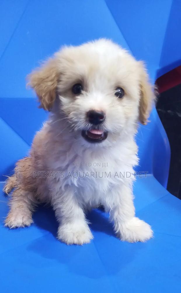 1-3 months Female Purebred Poodle · Photo 3