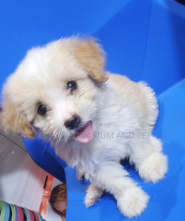 1-3 months Female Purebred Poodle · Photo 1