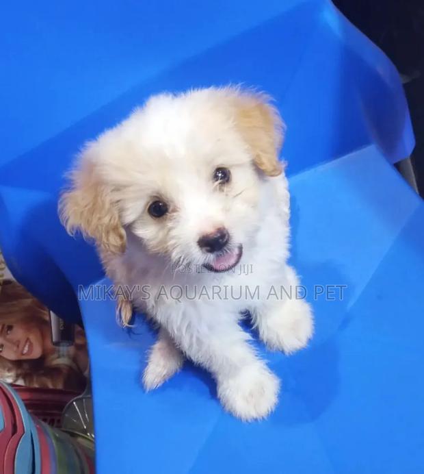 1-3 months Female Purebred Poodle · Photo 4