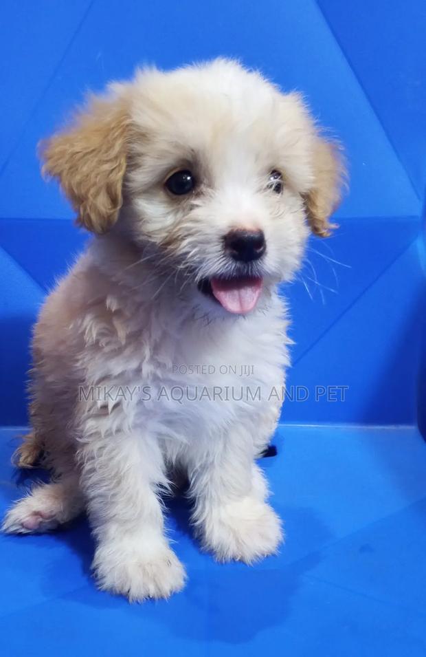 1-3 months Female Purebred Poodle · Photo 2