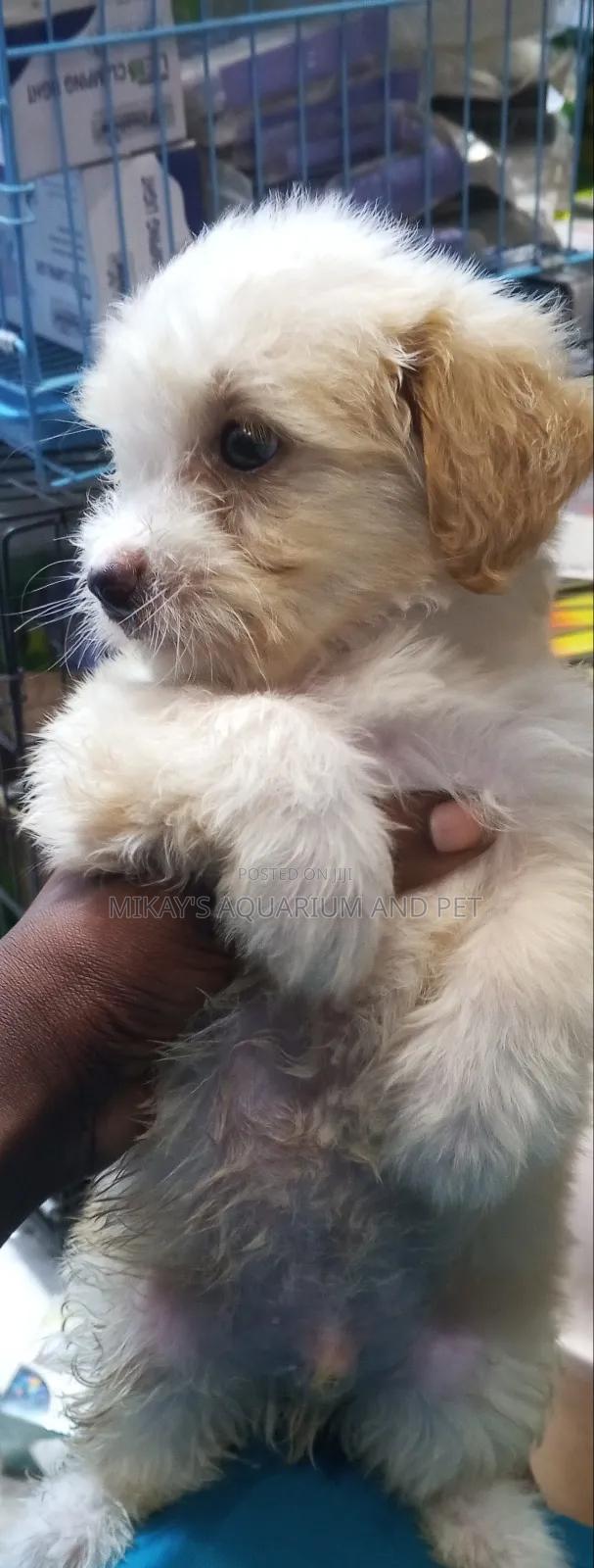 1-3 months Female Purebred Poodle · Photo 5