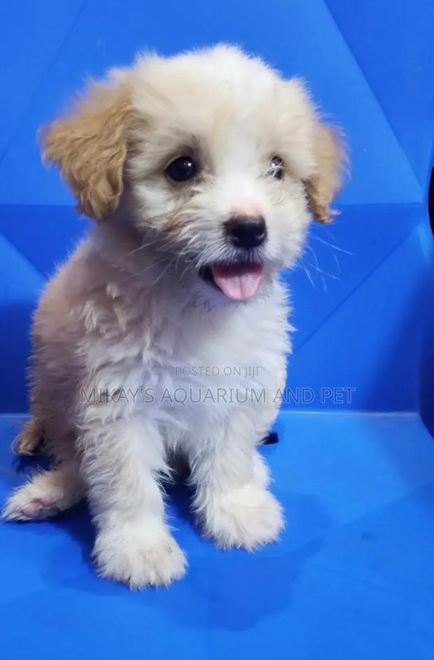 1-3 months Male Purebred Poodle · Photo 1
